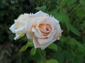 Růže velkokvětá 'Helenka' - Rosa VK 'Helenka'