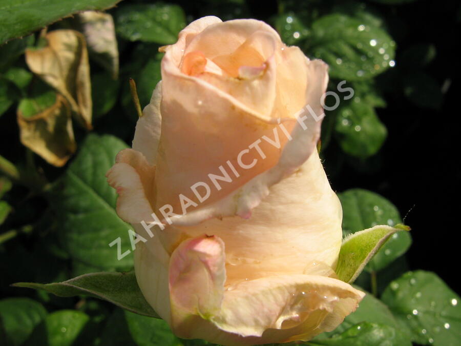 Růže velkokvětá 'Helenka' - Rosa VK 'Helenka'