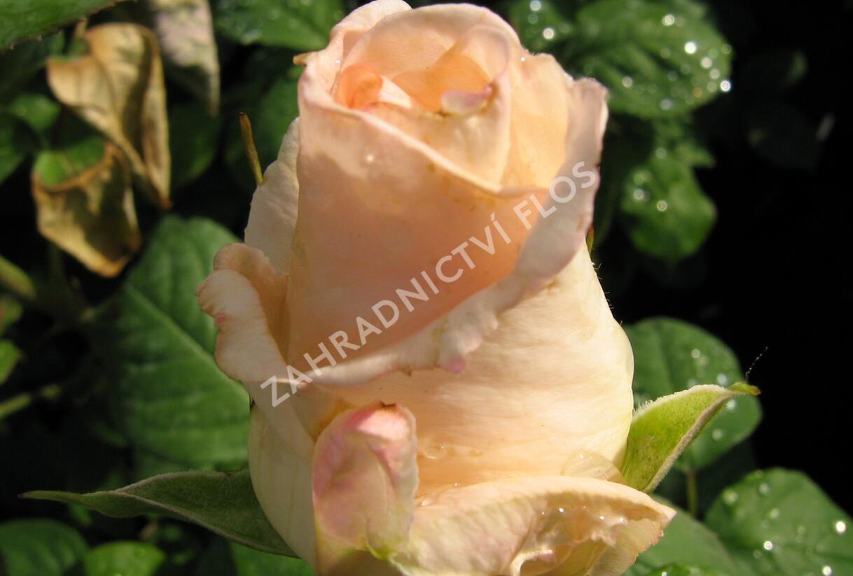 Růže velkokvětá 'Helenka' - Rosa VK 'Helenka'