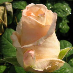Růže velkokvětá 'Helenka' - Rosa VK 'Helenka'