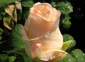 Růže velkokvětá 'Helenka' - Rosa VK 'Helenka'