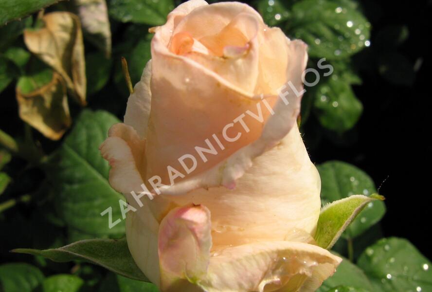 Růže velkokvětá 'Helenka' - Rosa VK 'Helenka'