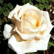 Růže velkokvětá 'Helenka' - Rosa VK 'Helenka'