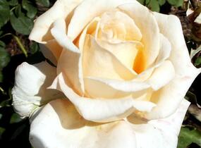 Růže velkokvětá 'Helenka' - Rosa VK 'Helenka'