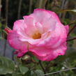 Růže pnoucí 'Handel' - Rosa PN 'Handel'