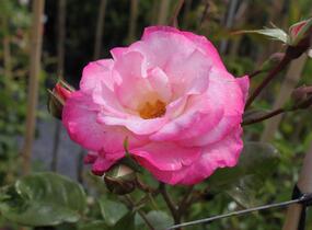 Růže pnoucí 'Händel' - Rosa PN 'Händel'