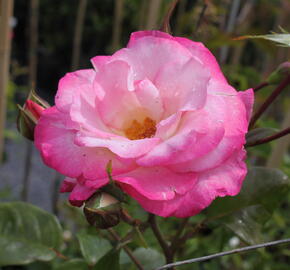 Růže pnoucí 'Händel' - Rosa PN 'Händel'