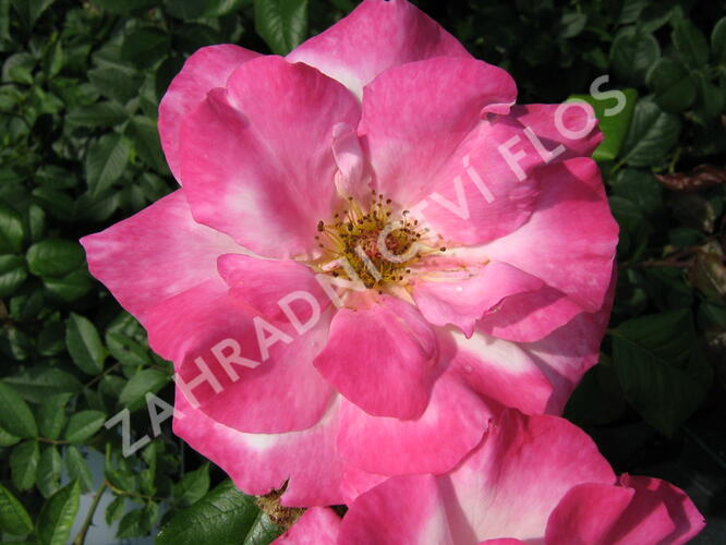 Růže pnoucí 'Händel' - Rosa PN 'Händel'