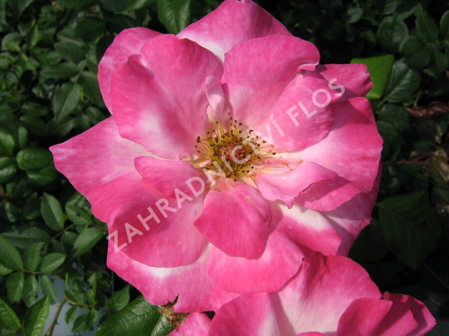 Růže pnoucí 'Händel' - Rosa PN 'Händel'