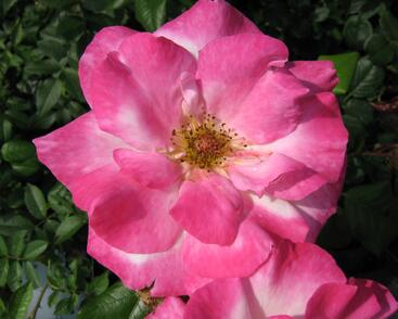 Růže pnoucí 'Händel'