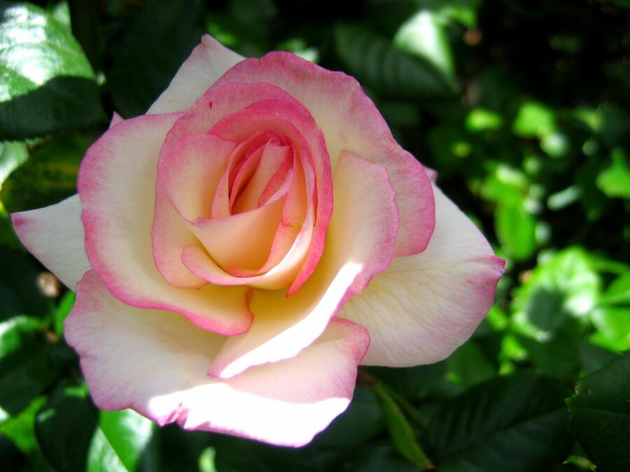 Růže pnoucí 'Händel' - Rosa PN 'Händel'