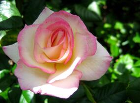 Růže pnoucí 'Händel' - Rosa PN 'Händel'
