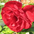 Růže mnohokvětá Kordes 'Lilli Marleen' - Rosa MK 'Lilli Marleen'