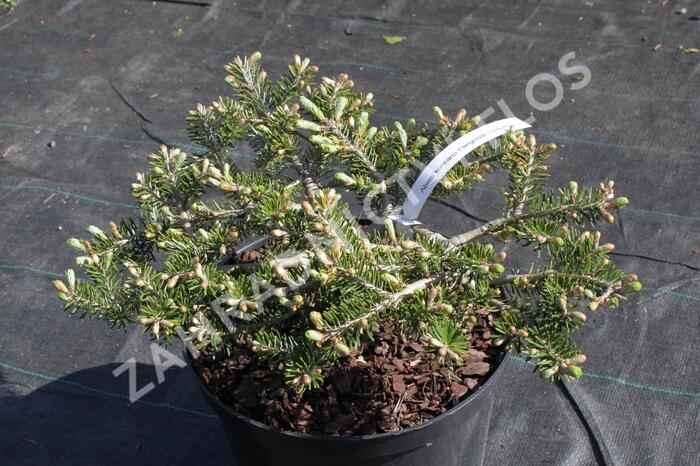 Jedle korejská 'Fliegende Untertasse' - Abies koreana 'Fliegende Untertasse'