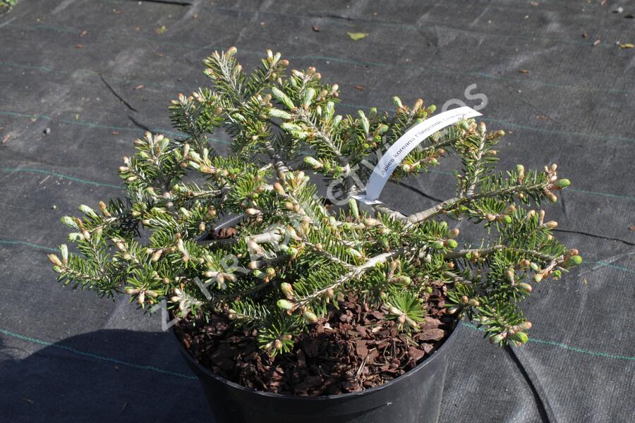 Jedle korejská 'Fliegende Untertasse' - Abies koreana 'Fliegende Untertasse'