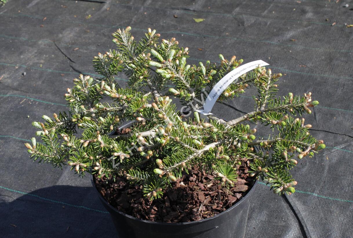 Jedle korejská 'Fliegende Untertasse' - Abies koreana 'Fliegende Untertasse'
