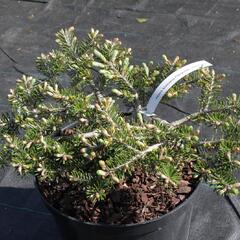 Jedle korejská 'Fliegende Untertasse' - Abies koreana 'Fliegende Untertasse'
