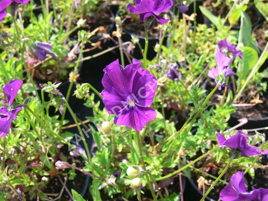 Violka růžkatá 'Roem van Aalsmer' - Viola cornuta 'Roem van Aalsmer'