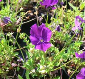 Violka růžkatá 'Roem van Aalsmer' - Viola cornuta 'Roem van Aalsmer'