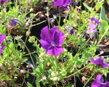Violka růžkatá 'Roem van Aalsmer'