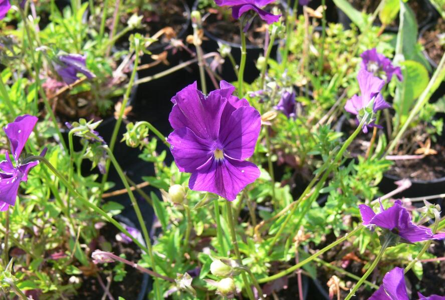 Violka růžkatá 'Roem van Aalsmer' - Viola cornuta 'Roem van Aalsmer'