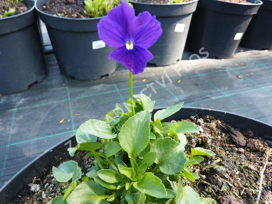 Violka růžkatá 'Roem van Aalsmer' - Viola cornuta 'Roem van Aalsmer'