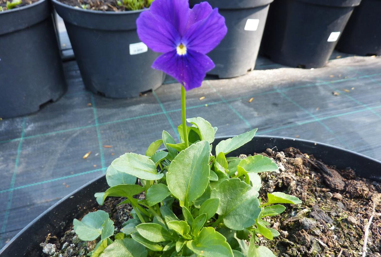 Violka růžkatá 'Roem van Aalsmer' - Viola cornuta 'Roem van Aalsmer'