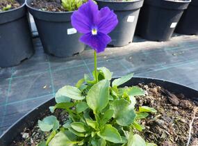 Violka růžkatá 'Roem van Aalsmer' - Viola cornuta 'Roem van Aalsmer'