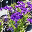 Violka růžkatá 'Roem van Aalsmer' - Viola cornuta 'Roem van Aalsmer'