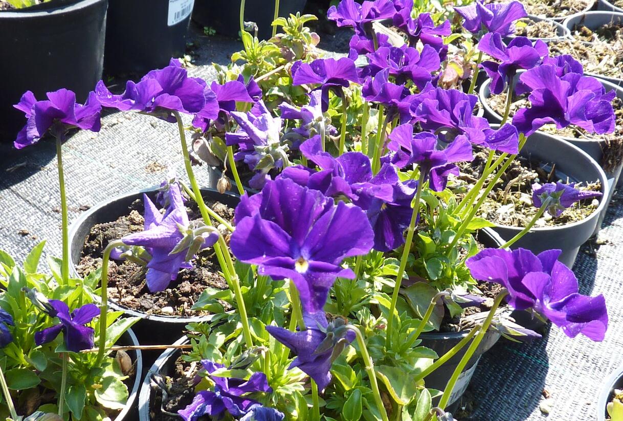 Violka růžkatá 'Roem van Aalsmer' - Viola cornuta 'Roem van Aalsmer'