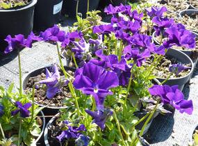 Violka růžkatá 'Roem van Aalsmer' - Viola cornuta 'Roem van Aalsmer'