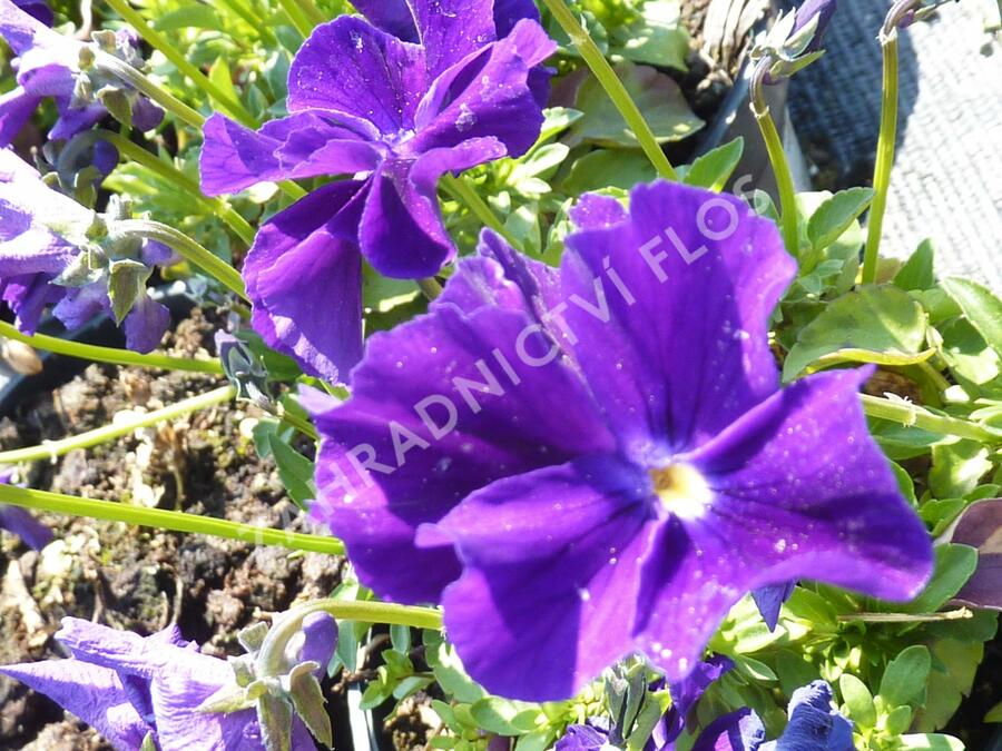 Violka růžkatá 'Roem van Aalsmer' - Viola cornuta 'Roem van Aalsmer'