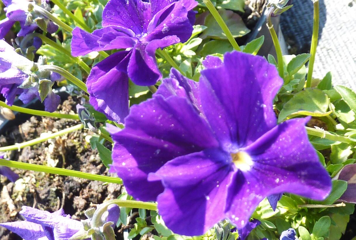 Violka růžkatá 'Roem van Aalsmer' - Viola cornuta 'Roem van Aalsmer'