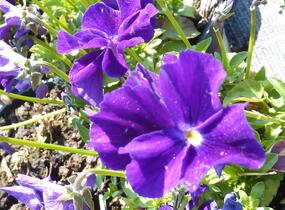 Violka růžkatá 'Roem van Aalsmer' - Viola cornuta 'Roem van Aalsmer'