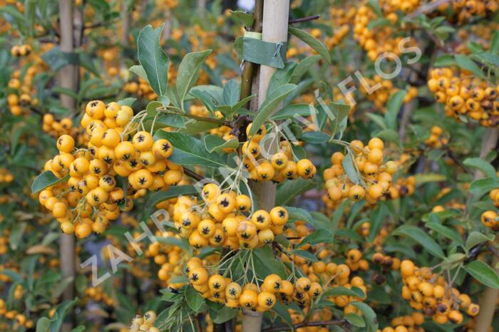 Hlohyně šarlatová 'Golden Charmer' - Pyracantha coccinea 'Golden Charmer'