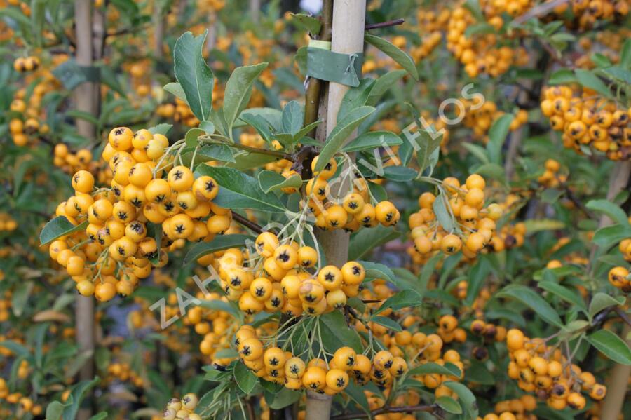 Hlohyně šarlatová 'Golden Charmer' - Pyracantha coccinea 'Golden Charmer'