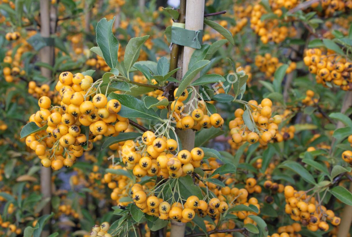 Hlohyně šarlatová 'Golden Charmer' - Pyracantha coccinea 'Golden Charmer'