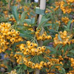 Hlohyně šarlatová 'Golden Charmer' - Pyracantha coccinea 'Golden Charmer'