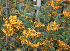 Hlohyně šarlatová 'Golden Charmer' - Pyracantha coccinea 'Golden Charmer'