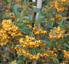 Hlohyně šarlatová 'Golden Charmer' - Pyracantha coccinea 'Golden Charmer'