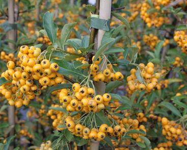 Hlohyně šarlatová 'Golden Charmer'