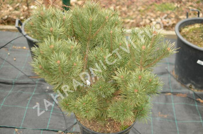 Borovice lesní 'Compressa' - Pinus sylvestris 'Compressa'