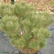 Borovice lesní 'Compressa' - Pinus sylvestris 'Compressa'