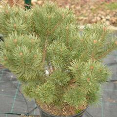 Borovice lesní 'Compressa' - Pinus sylvestris 'Compressa'