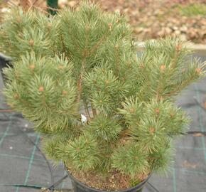Borovice lesní 'Compressa' - Pinus sylvestris 'Compressa'