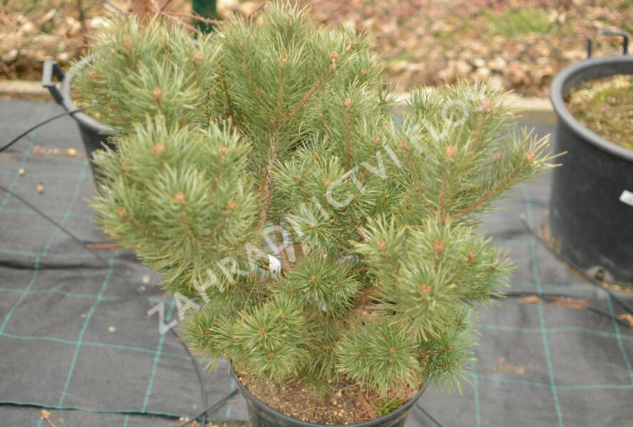 Borovice lesní 'Compressa' - Pinus sylvestris 'Compressa'