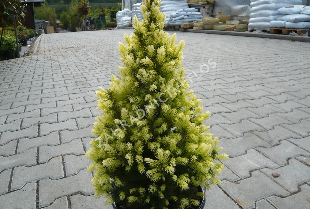 Smrk sivý 'J. W. Daisy's White' - Picea glauca 'J. W. Daisy's White'