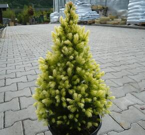 Smrk sivý 'J. W. Daisy's White' - Picea glauca 'J. W. Daisy's White'