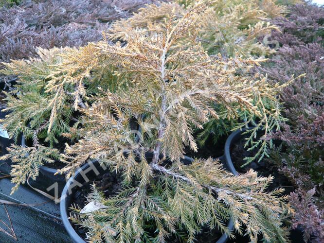 Jalovec prostřední 'King of Spring' - Juniperus media 'King of Spring'