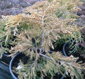 Jalovec prostřední 'King of Spring' - Juniperus media 'King of Spring'